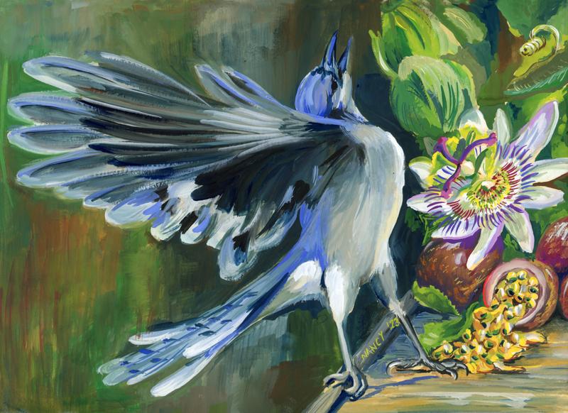 Blue Jay Passion Flower Fantasy